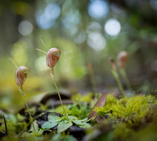 Orchidées escargots